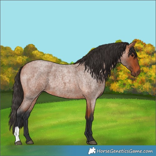 Horse Color:Bay Roan 