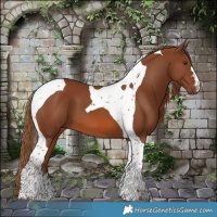 Horse Color:Chestnut Tobiano