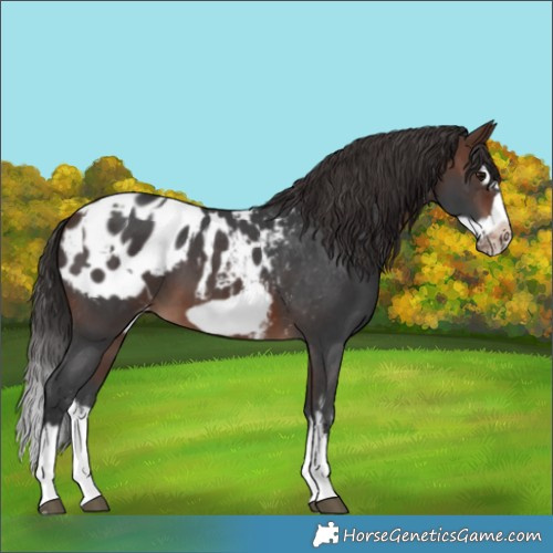 Horse Color:Brown Sabino Splash Appaloosa and Brown Sabino Splash Frame Appaloosa
