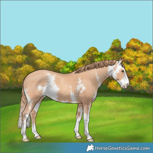 Horse Color:Gold Champagne Sabino
