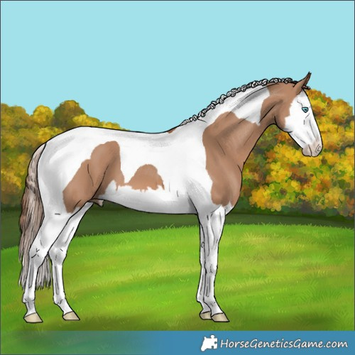 Horse Color:Red Dun Splash Tobiano
