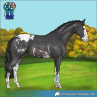 Horse Color:Brown Sabino Splash Varnish