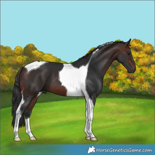 Horse Color:Brown Tobiano