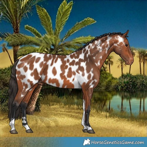 Horse Color:Bay Tobiano Near Leopard
