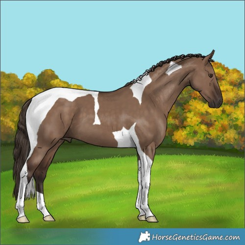Horse Color:Liver Red Dun Tobiano
