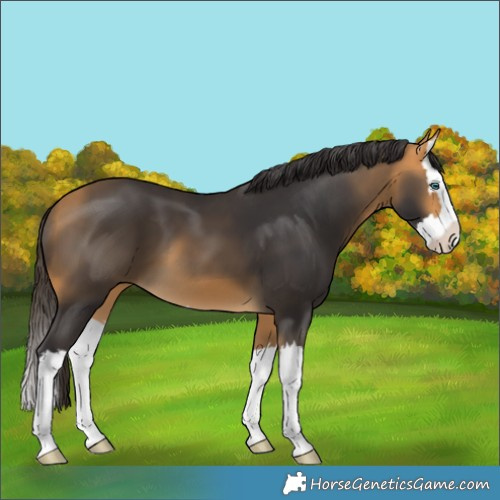 Horse Color:Buckskin Splash 