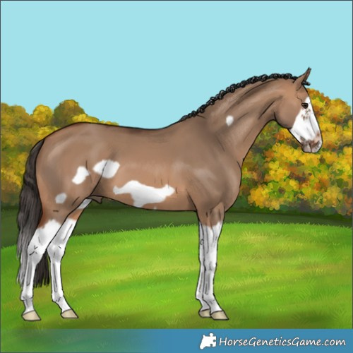 Horse Color:Bay Dun Splash Frame