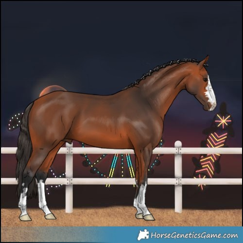 Horse Color:Bay 