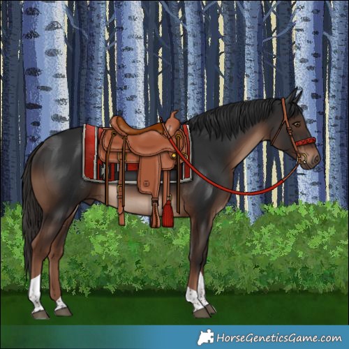 Horse Color:Liver Chestnut Tobiano Rabicano