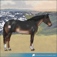 Horse Color:Liver Chestnut Tobiano Rabicano