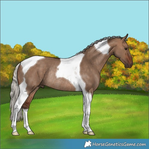 Horse Color:Silver Brown Dun Tobiano Rabicano