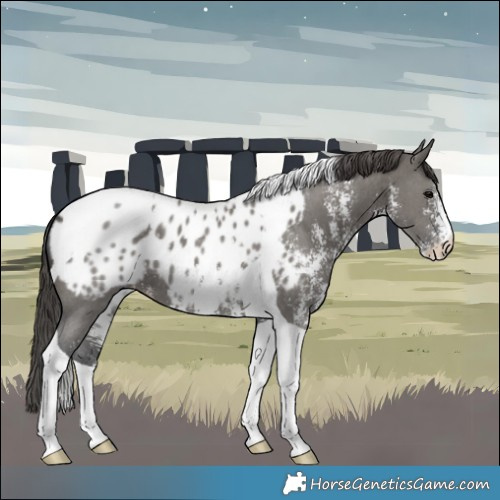 Horse Color:Grullo Sabino Tobiano Appaloosa