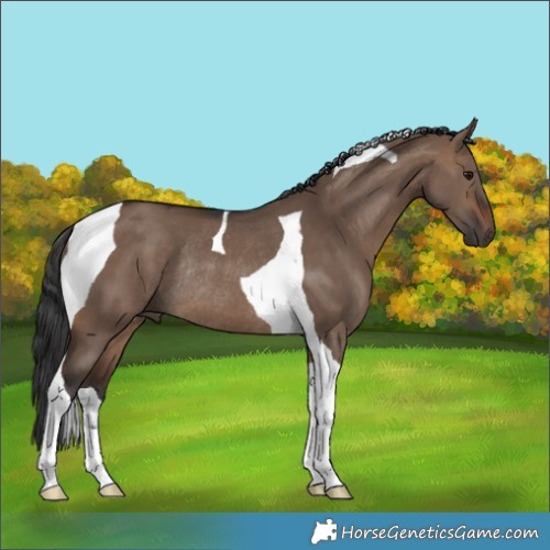 Horse Color:Brown Dun Tobiano Rabicano