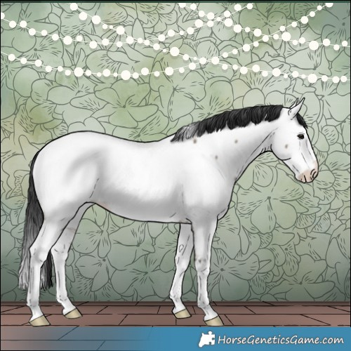 Horse Color:Brown Dun Sabino Splash Appaloosa