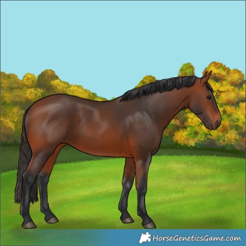 Horse Color:Bay 