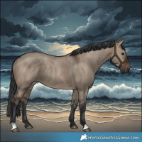 Horse Color:Brown Dun Rabicano