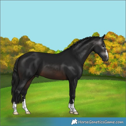 Horse Color:Gray Brown