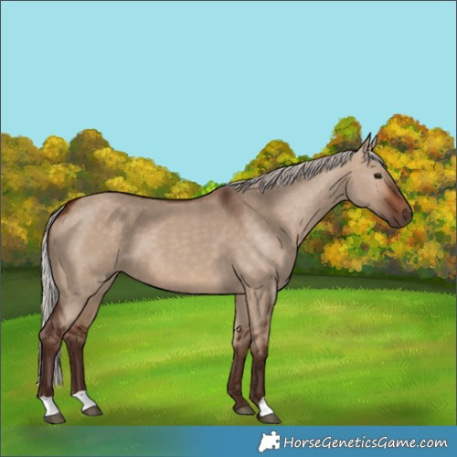 Horse Color:Silver Brown Dun 