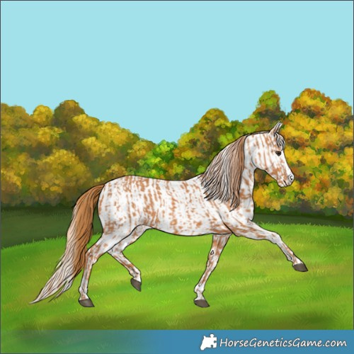 Horse Color:Chestnut  and White Spotted Chestnut 