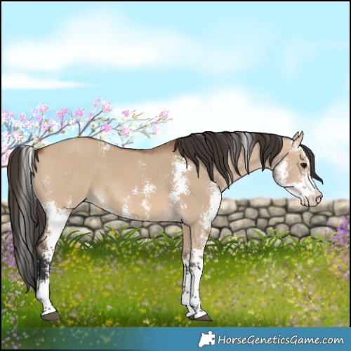 Horse Color:Bay Dun Sabino