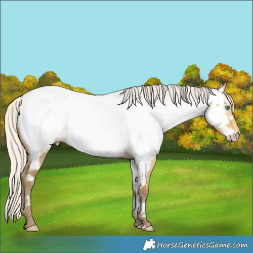 Horse Color:Silver Amber Cream Champagne Dun Near Fewspot