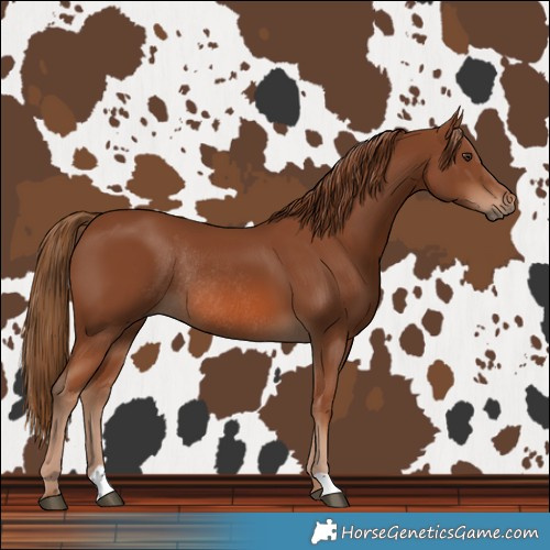 Horse Color:Chestnut Rabicano 