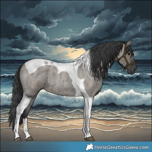 Horse Color:Grullo Roan Tobiano