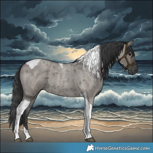 Horse Color:Grullo Roan Tobiano
