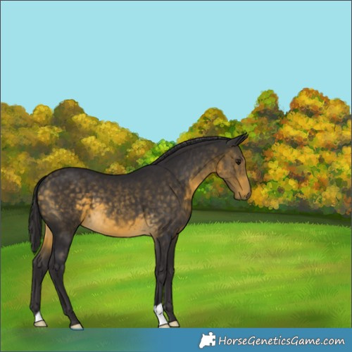 Horse Color:Buckskin 