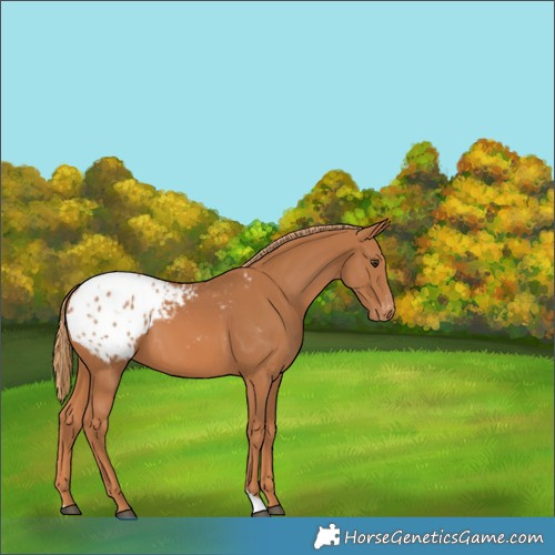 Horse Color:Chestnut Appaloosa 
