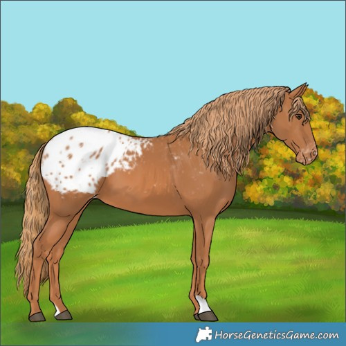 Horse Color:Chestnut Blanket 