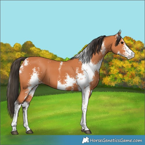 Horse Color:Bay Sabino 