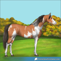Horse Color:Bay Sabino 