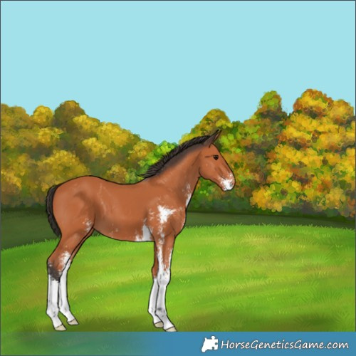 Horse Color:Bay Sabino 