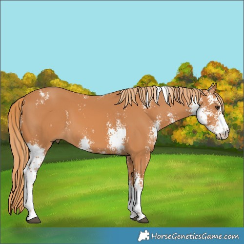 Horse Color:Chestnut Sabino