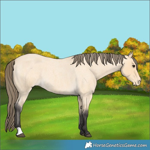 Horse Color:Buckskin Roan Varnish