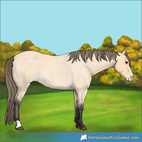 Horse Color:Buckskin Roan Varnish 