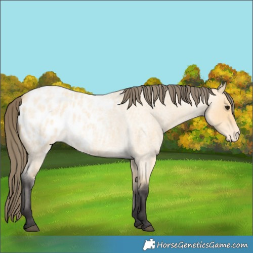 Horse Color:Buckskin Roan Blanket