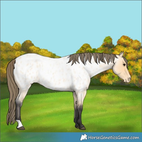 Horse Color:Buckskin Roan Near Leopard