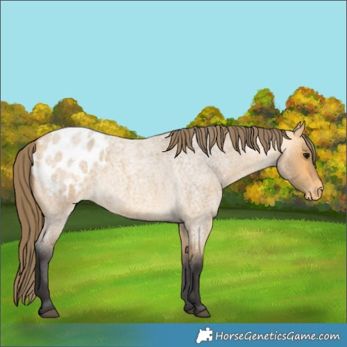 Horse Color:Buckskin Roan Blanket 