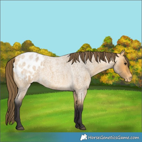 Horse Color:Buckskin Roan Blanket 