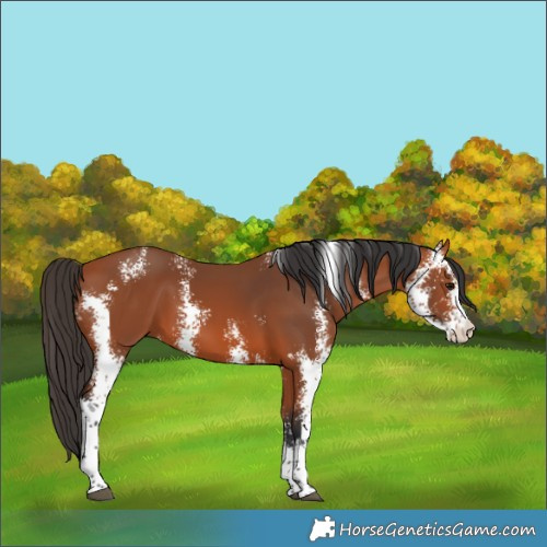 Horse Color:Bay Sabino 
