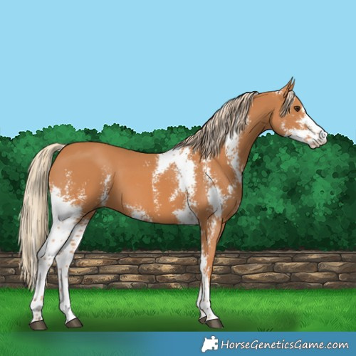 Horse Color:Chestnut Sabino