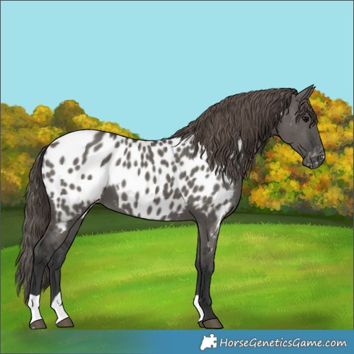 Horse Color:Grullo Appaloosa 