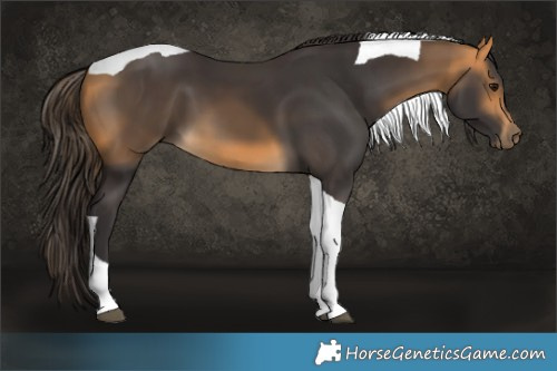 Horse Color:Buckskin Tobiano 