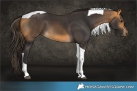 Horse Color:Buckskin Tobiano 