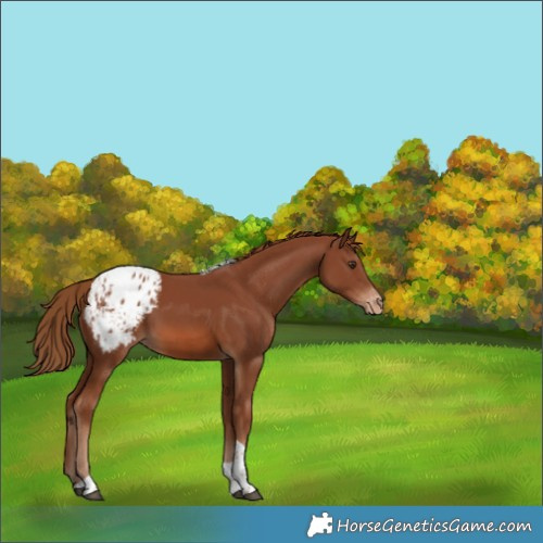 Horse Color:Chestnut Tobiano Appaloosa 