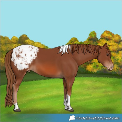 Horse Color:Chestnut Tobiano Blanket