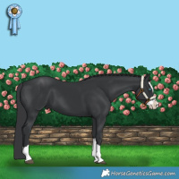 Horse Color:Black Splash 