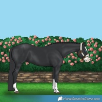 Horse Color:Black Splash